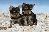 YORKSHIRE TERRIER 361